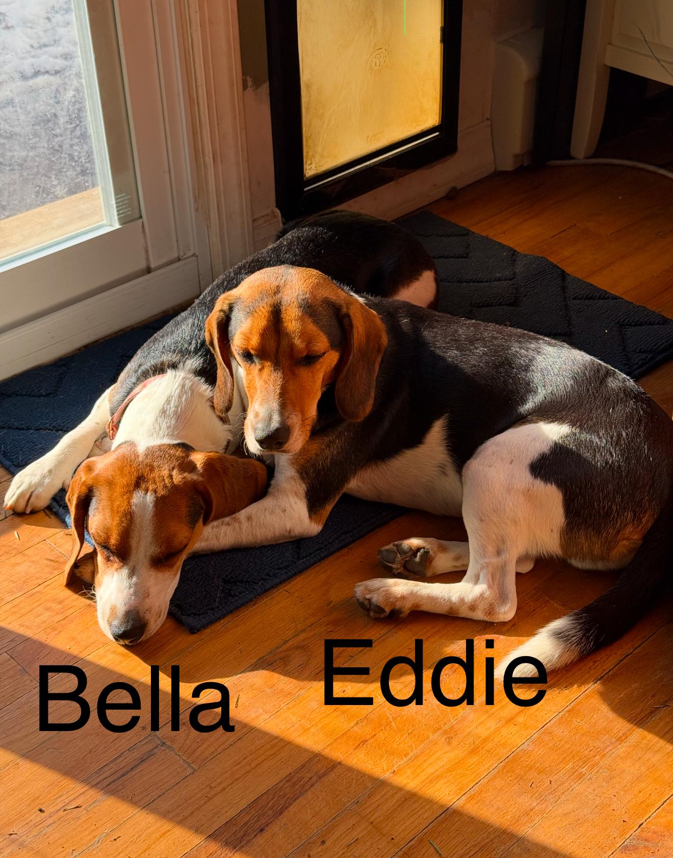 Bella (Dot) and Eddie photo 2