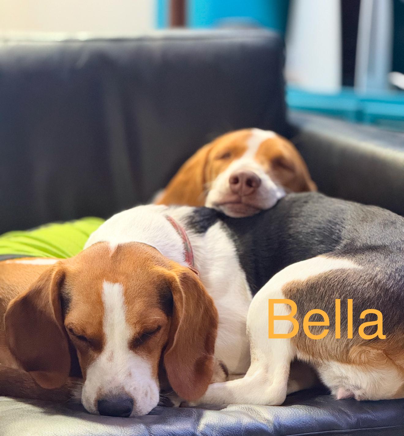 Bella (Dot) and Eddie photo 5