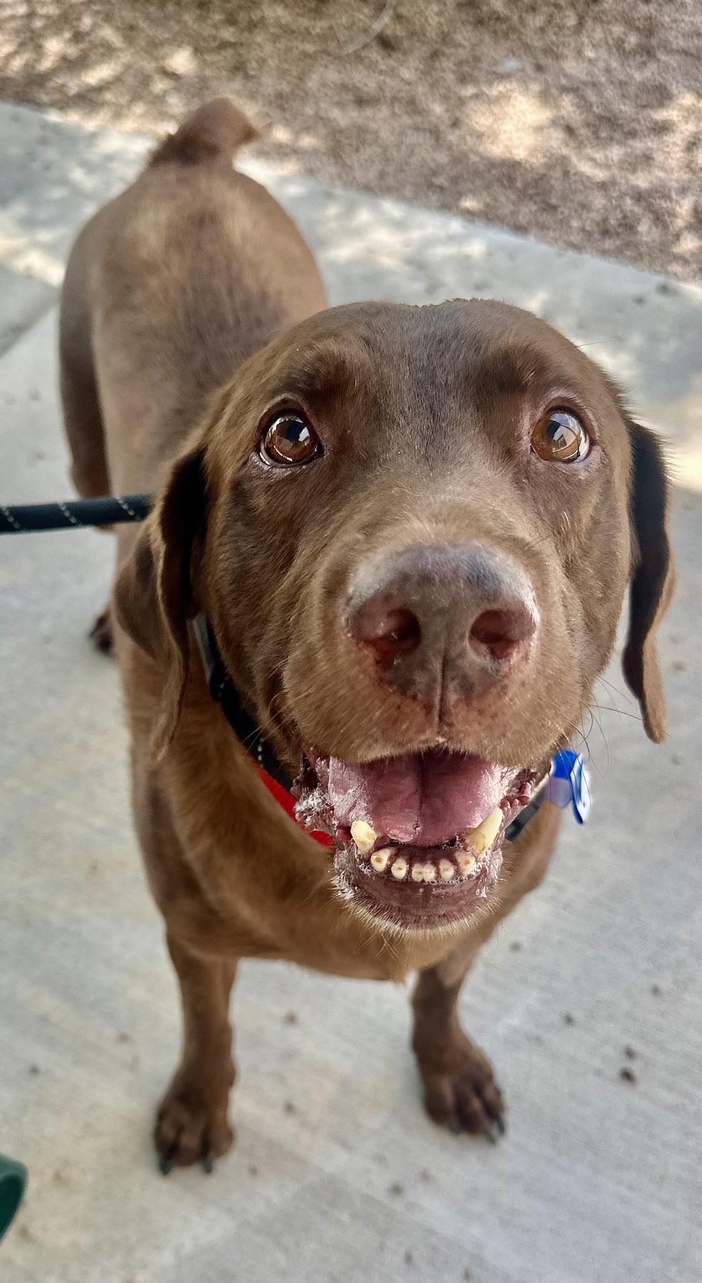 Gus is Colorado, a Adoptable mixed breed in Denver, CO image 2/6