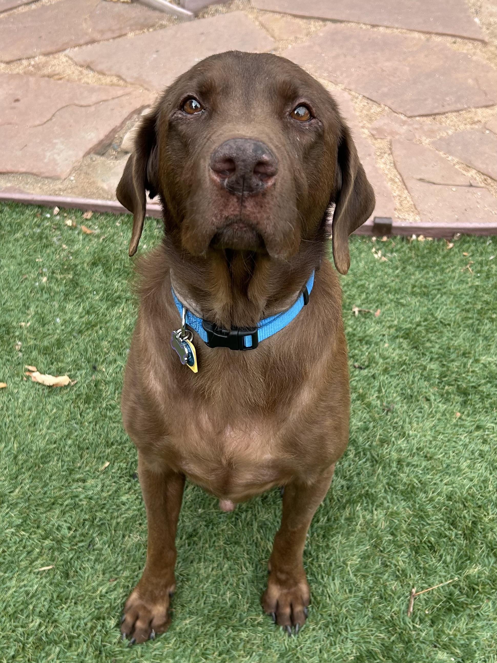 Gus is Colorado, a Adoptable mixed breed in Denver, CO image 6/6