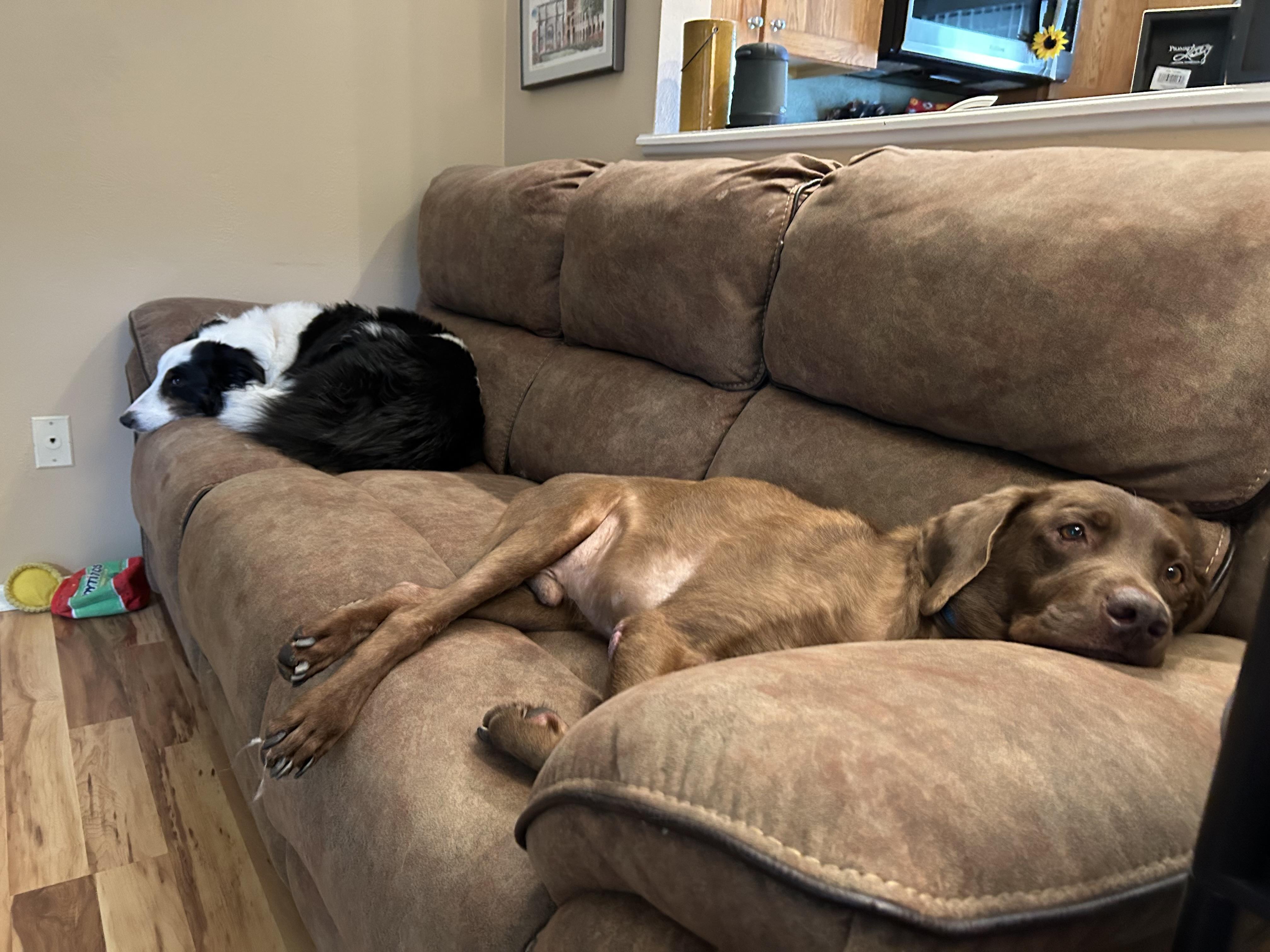 Gus is Colorado, a Adoptable mixed breed in Denver, CO image 5/6