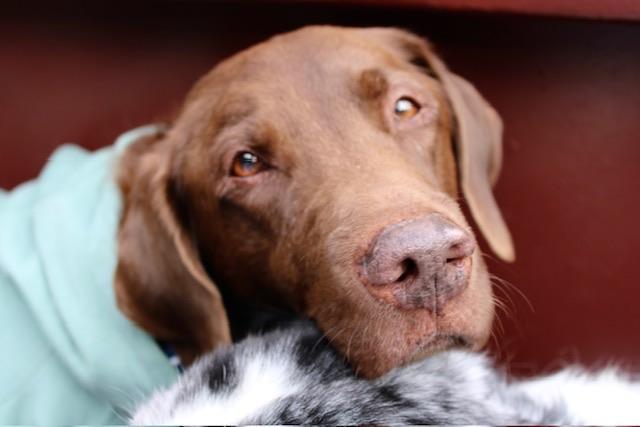 Gus is Colorado, a Adoptable mixed breed in Denver, CO image 3/6