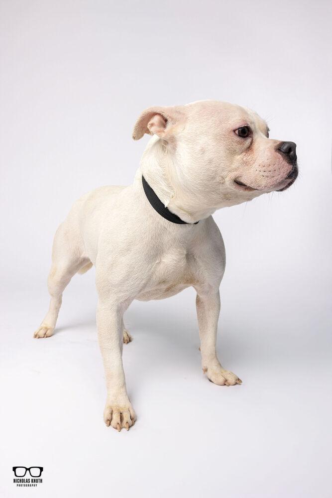 Enlarge Sylvie, a Adoptable mixed breed in Palatine, IL image 1/5