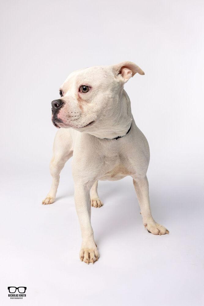 Enlarge Sylvie, a Adoptable mixed breed in Palatine, IL image 2/5