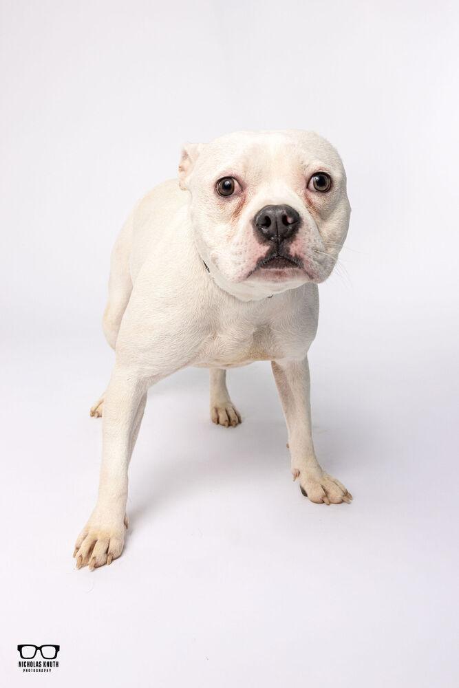 Enlarge Sylvie, a Adoptable mixed breed in Palatine, IL image 4/5