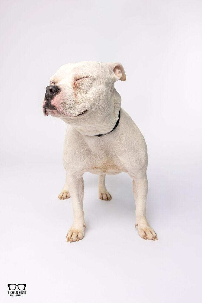 Enlarge Sylvie, a Adoptable mixed breed in Palatine, IL image 5/5