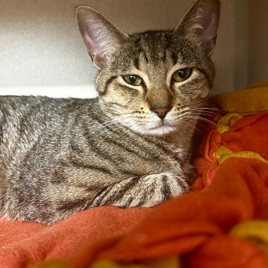 Enlarge Pinto, a Adoptable Domestic Short Hair in Wheeling, IL image 1/6