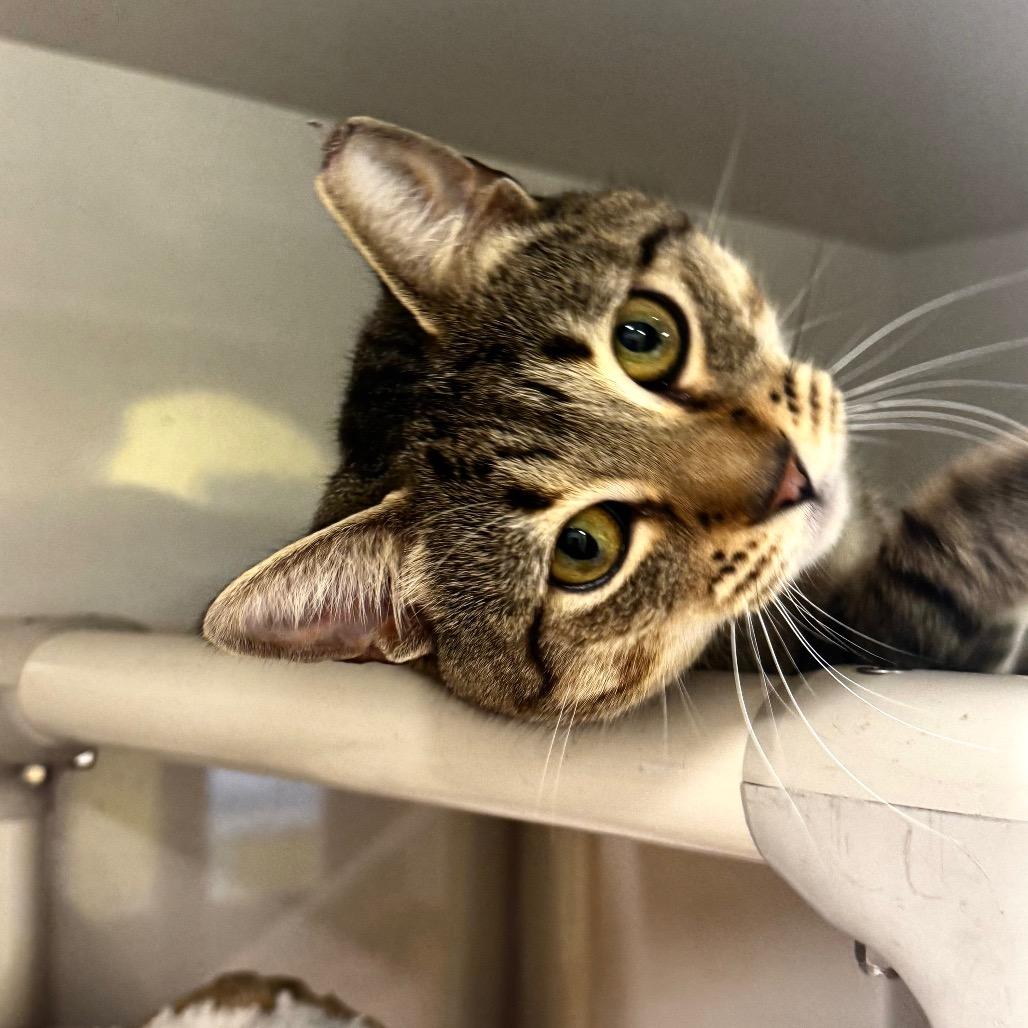 Enlarge Pinto, a Adoptable Domestic Short Hair in Wheeling, IL image 2/6