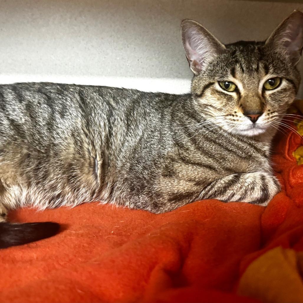 Enlarge Pinto, a Adoptable Domestic Short Hair in Wheeling, IL image 3/6