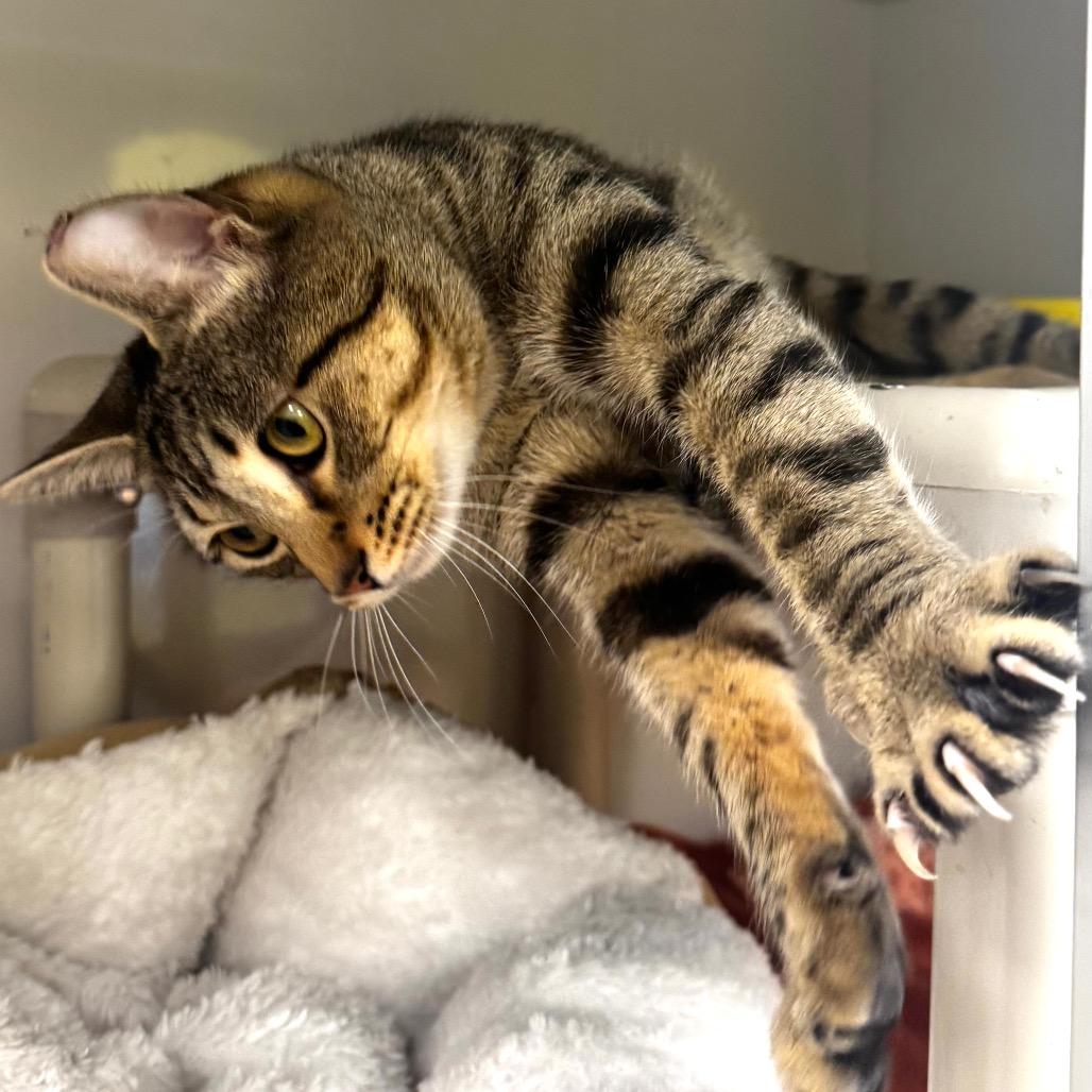 Enlarge Pinto, a Adoptable Domestic Short Hair in Wheeling, IL image 4/6