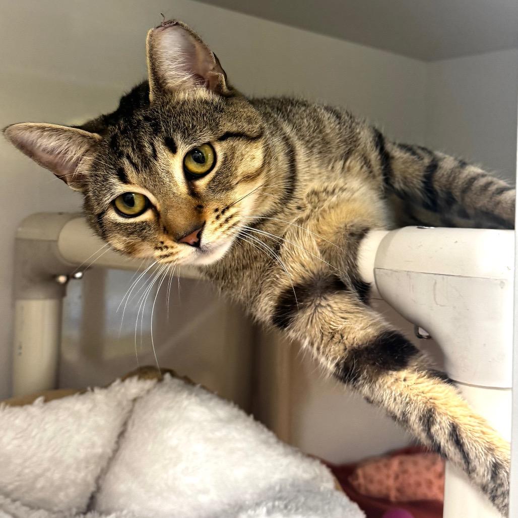Enlarge Pinto, a Adoptable Domestic Short Hair in Wheeling, IL image 5/6