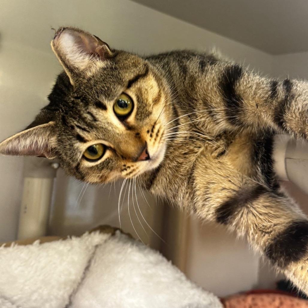 Enlarge Pinto, a Adoptable Domestic Short Hair in Wheeling, IL image 6/6