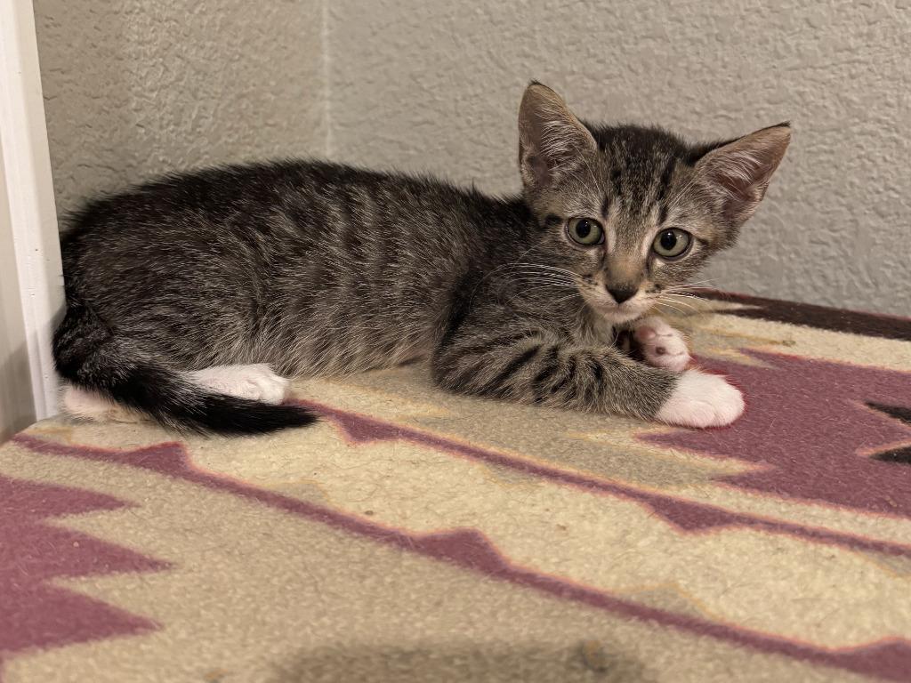 Enlarge Linda, a Adoptable mixed breed in Rowlett, TX image 1/5