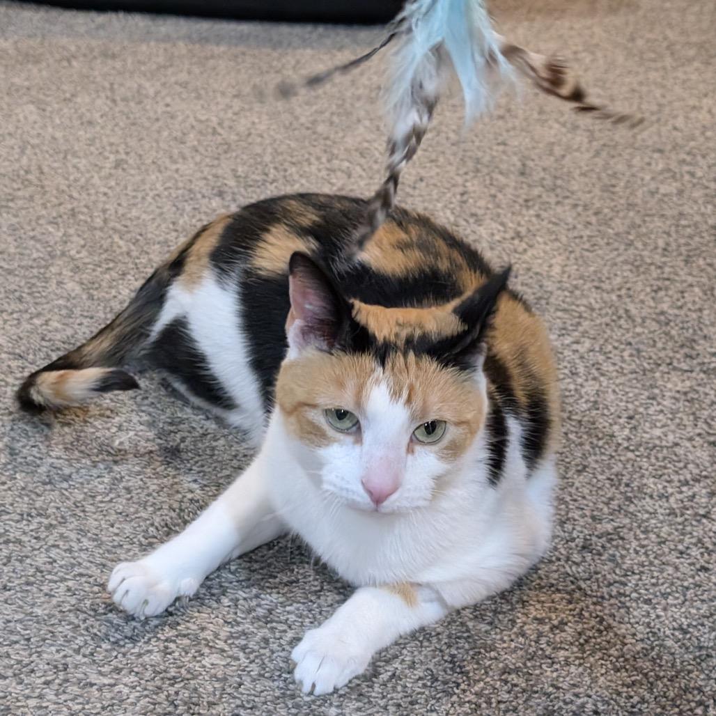 Enlarge Sahara, a Adoptable Domestic Short Hair in Granville, OH image 1/6