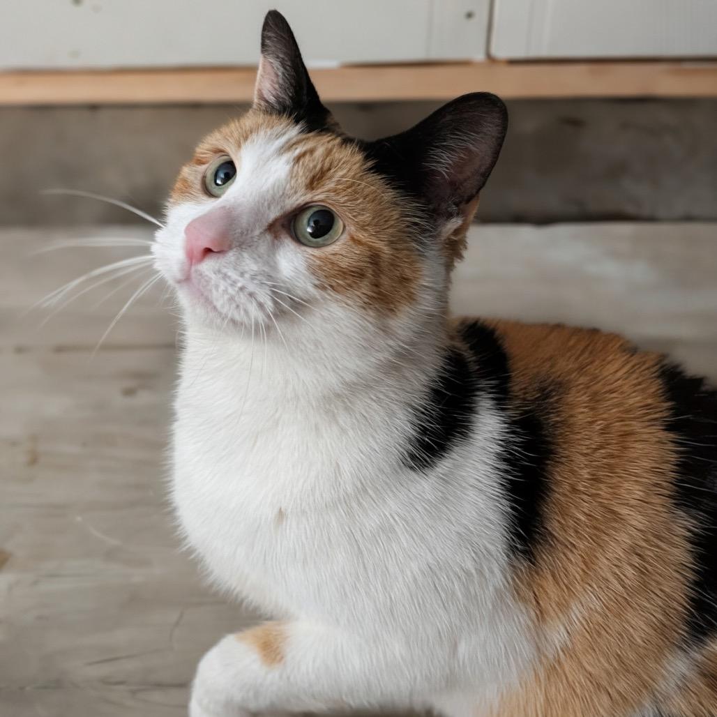 Enlarge Sahara, a Adoptable Domestic Short Hair in Granville, OH image 2/6