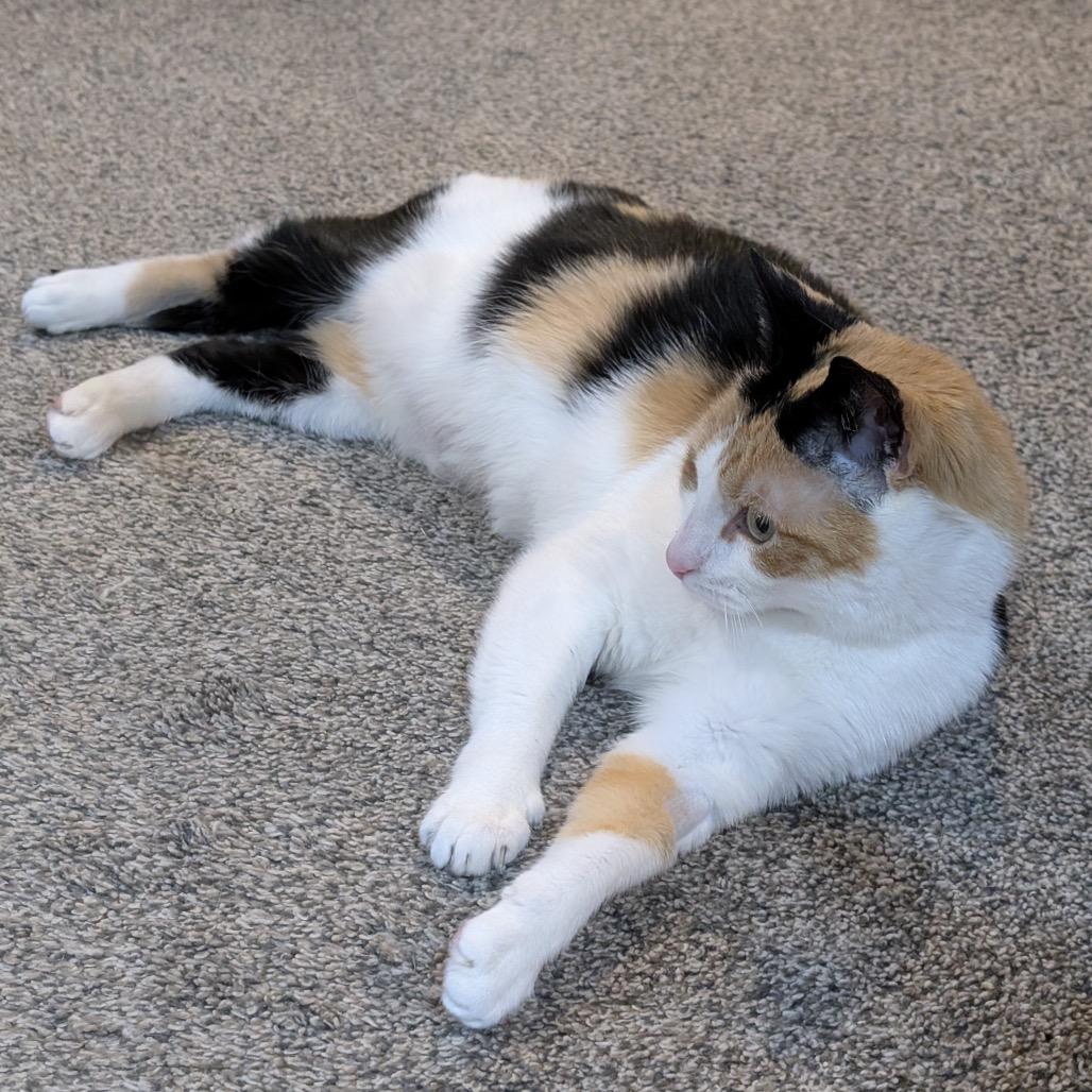 Enlarge Sahara, a Adoptable Domestic Short Hair in Granville, OH image 3/6