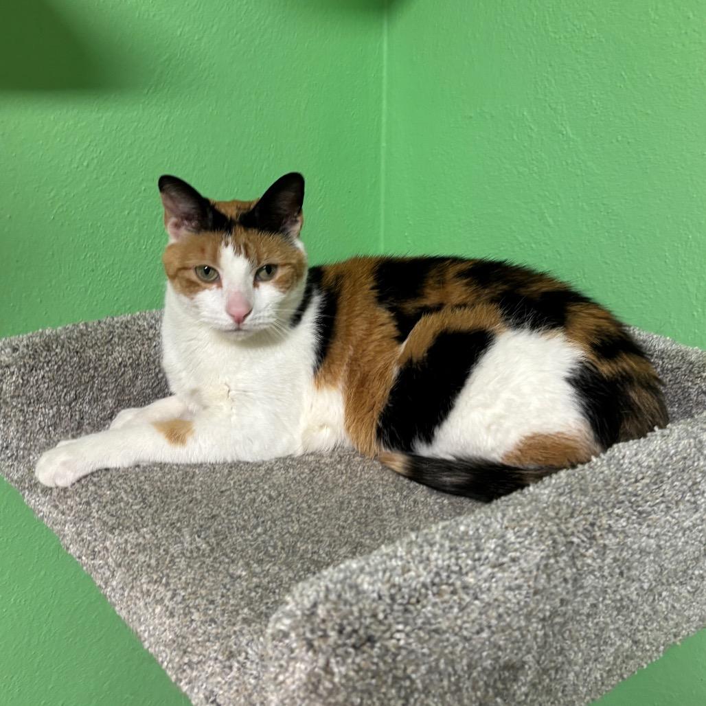 Enlarge Sahara, a Adoptable Domestic Short Hair in Granville, OH image 5/6