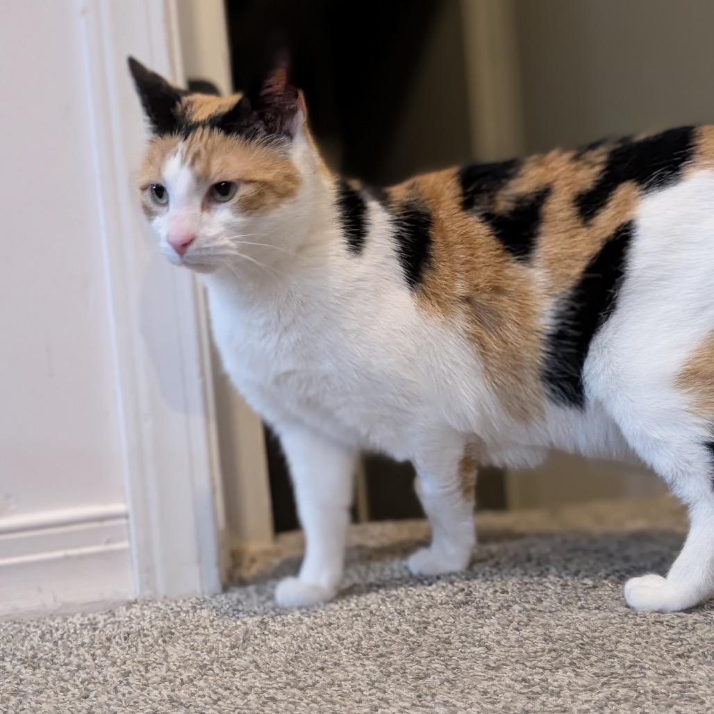 Enlarge Sahara, a Adoptable Domestic Short Hair in Granville, OH image 6/6