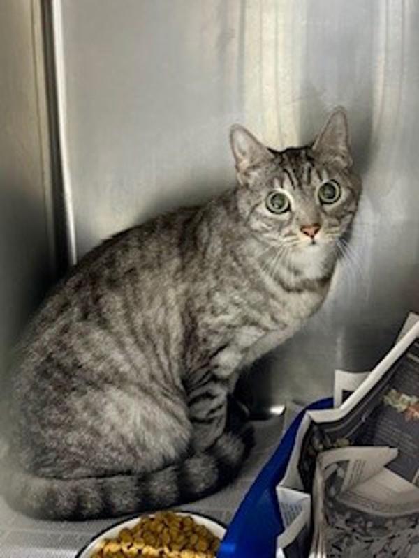 26-02-0346 Pixie, Adoptable, Adult Female Domestic Short Hair.