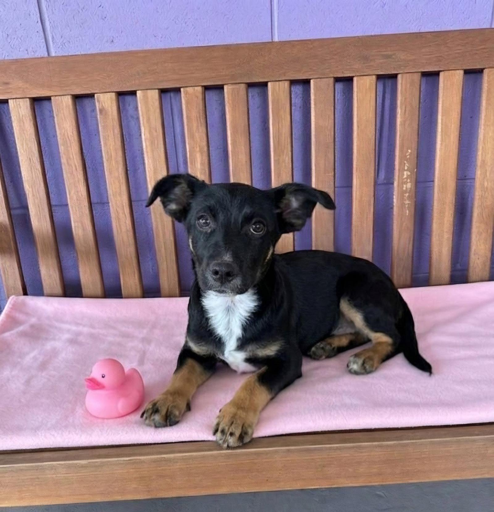**EVE**, Adoptable, Puppy Female Dachshund.