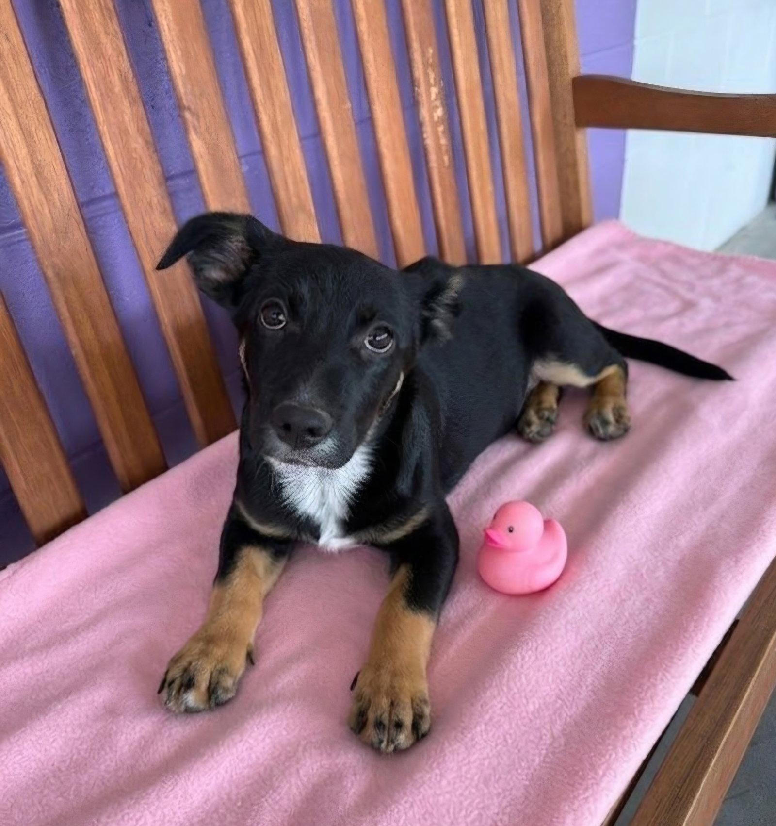 Enlarge **EVE**, a Adoptable Dachshund in North Prairie, WI image 2/3