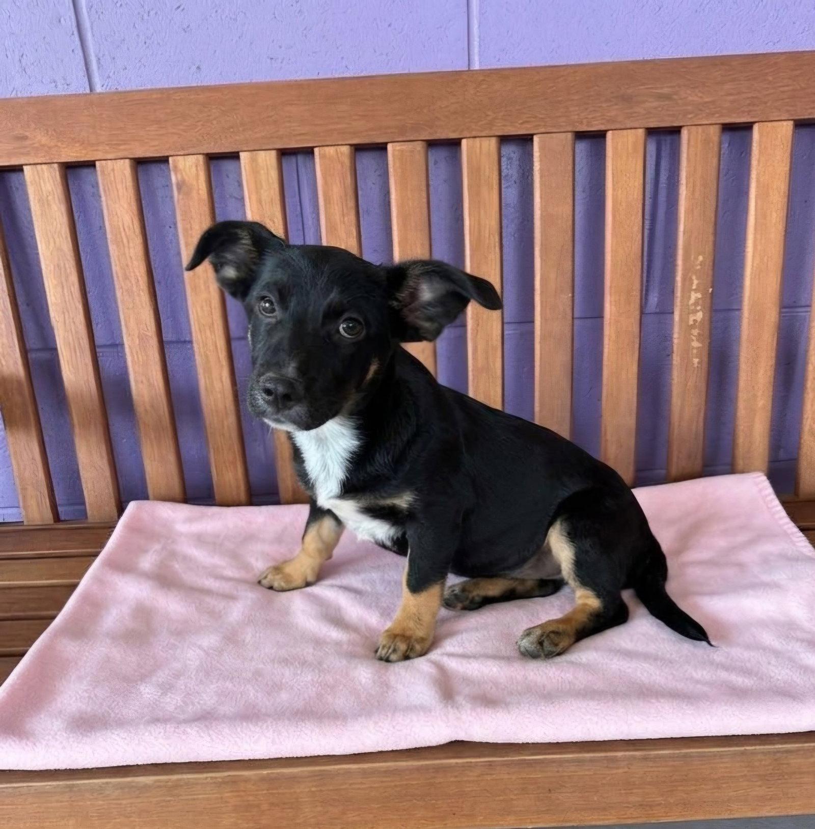 Enlarge **EVE**, a Adoptable Dachshund in North Prairie, WI image 3/3