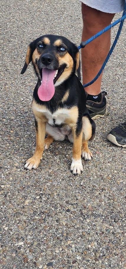 DOLLIE 255-26, Adoptable, Young Female Australian Shepherd & Australian Cattle Dog / Blue Heeler.