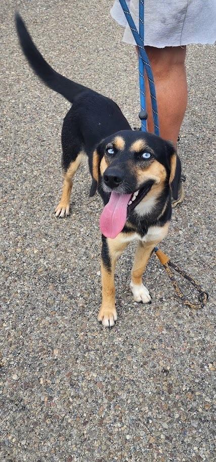 Enlarge DOLLIE 255-26, a Adoptable mixed breed in Cambridge, OH image 2/3