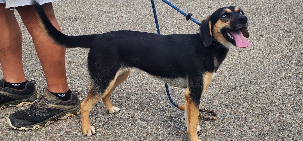 Enlarge DOLLIE 255-26, a Adoptable mixed breed in Cambridge, OH image 3/3