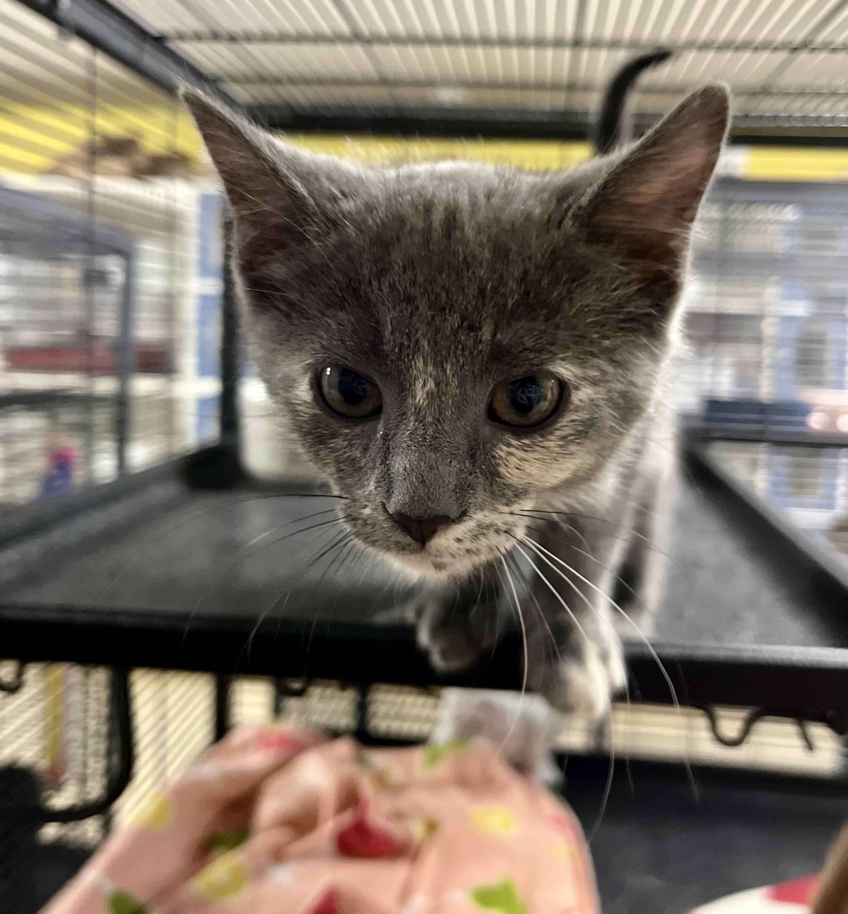 Green Bean Casserole