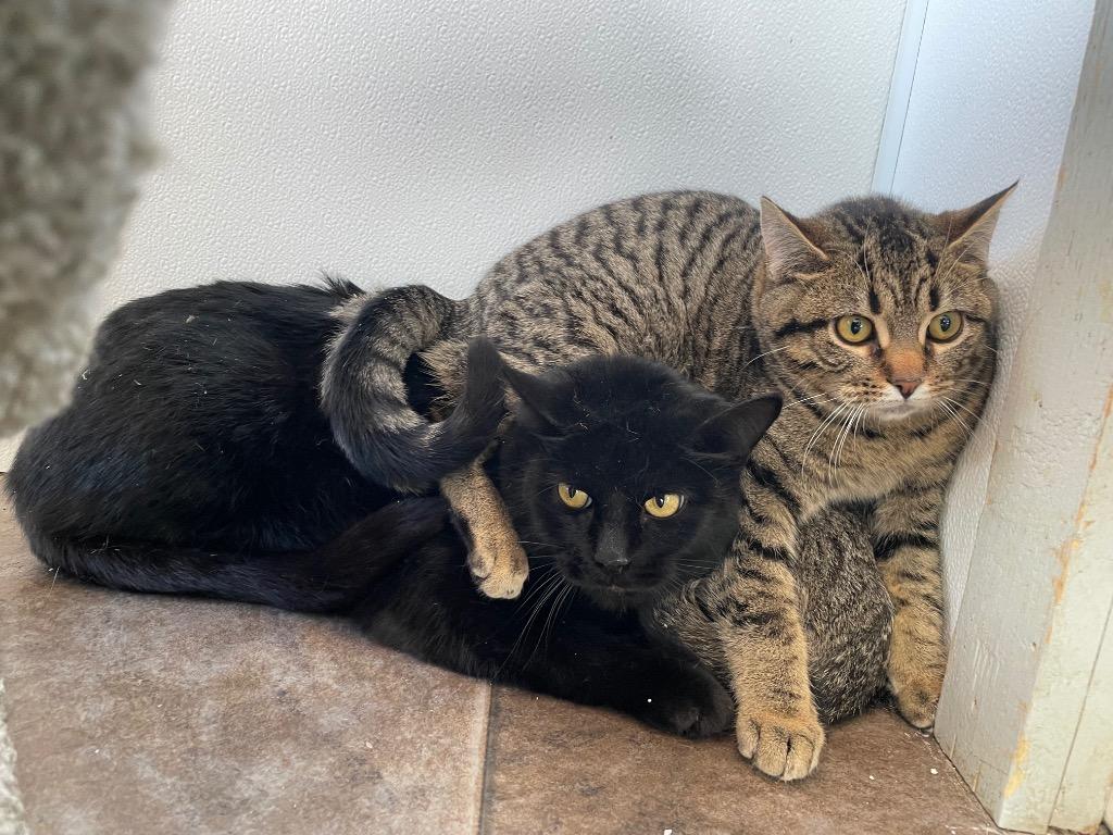 Lotus, Adoptable, Young Male Domestic Short Hair.