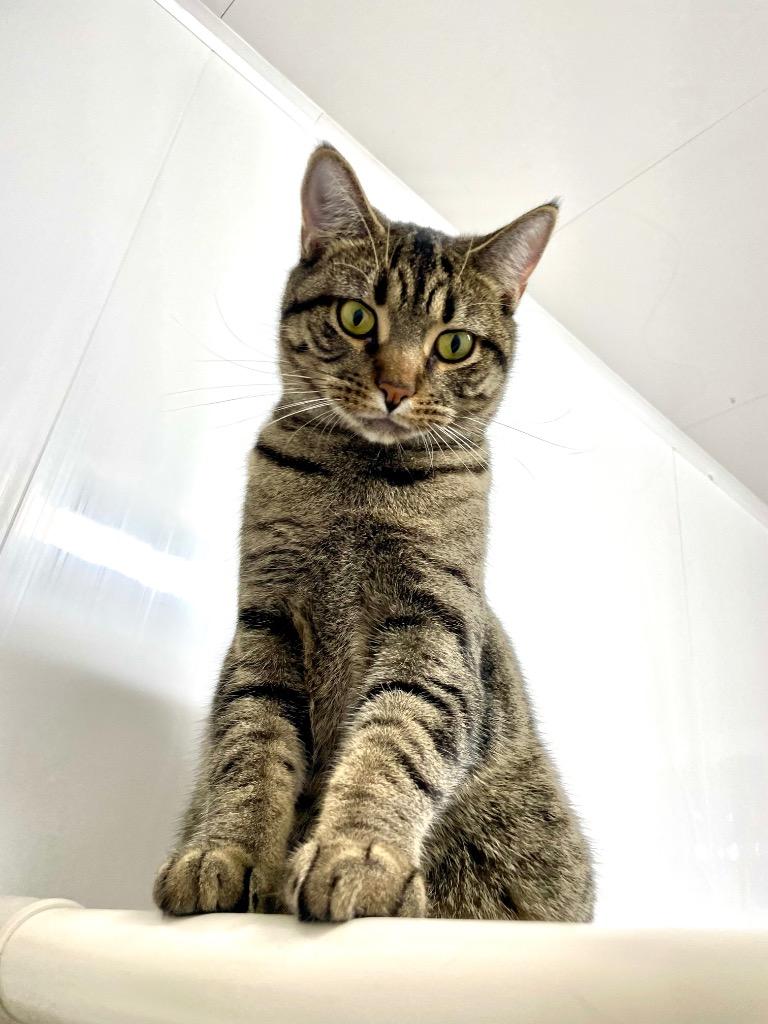 Enlarge Lotus, a Adoptable mixed breed in Glenfield, NY image 3/6