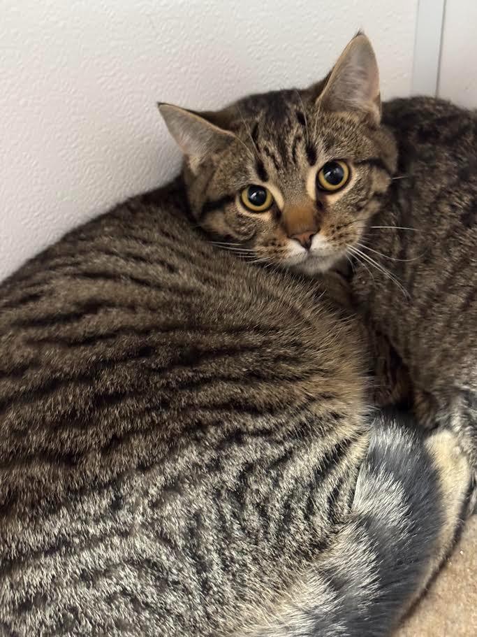 Enlarge Lotus, a Adoptable mixed breed in Glenfield, NY image 5/6