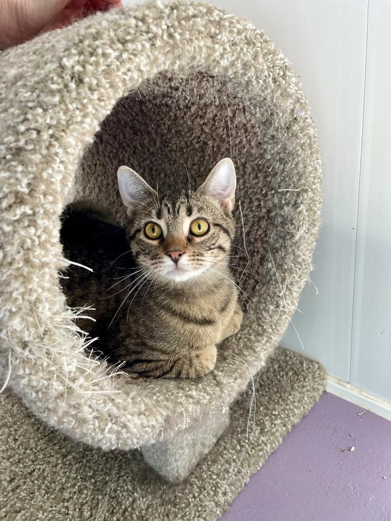 Enlarge Lotus, a Adoptable mixed breed in Glenfield, NY image 6/6