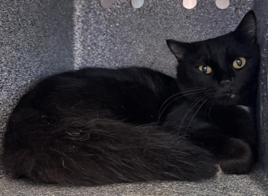Enlarge HEIRESS, a Adoptable Domestic Short Hair in Salisbury, NC image 1/1