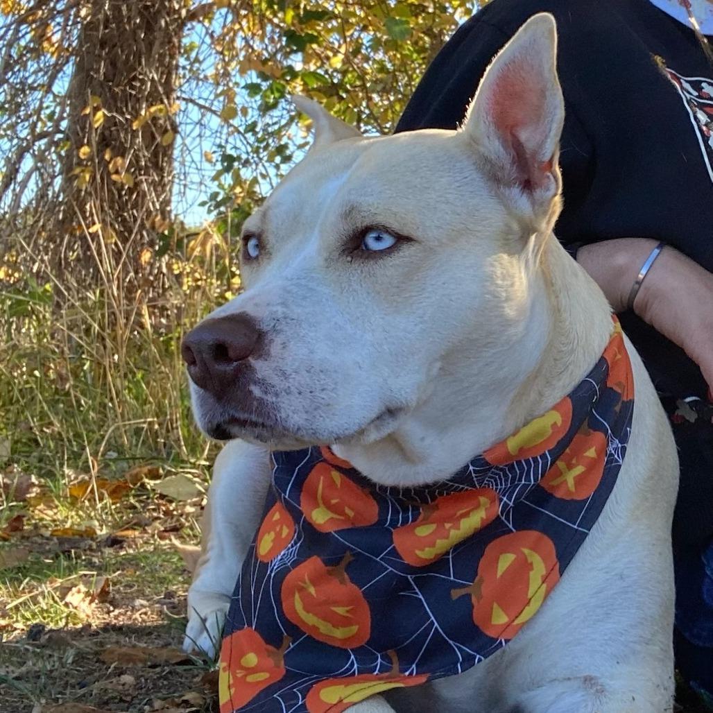 Enlarge Myrah, a Adoptable mixed breed in Mount Shasta, CA image 1/2