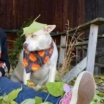 Enlarge Myrah, a Adoptable mixed breed in Mount Shasta, CA image 2/2