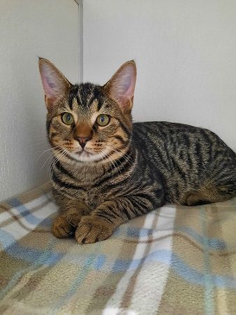 Noah, an adopted American Shorthair & Domestic Short Hair Mix in Manning, SC_image-1