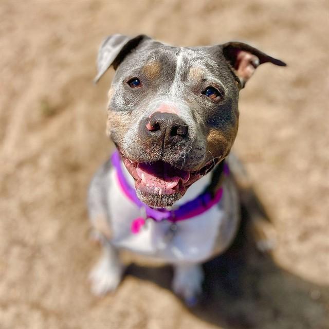 LAYLA, Adoptable, Adult Female Staffordshire Bull Terrier & Mixed Breed.