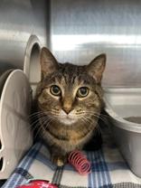 Byte, ADOPTABLE, Adult Male Domestic Short Hair.