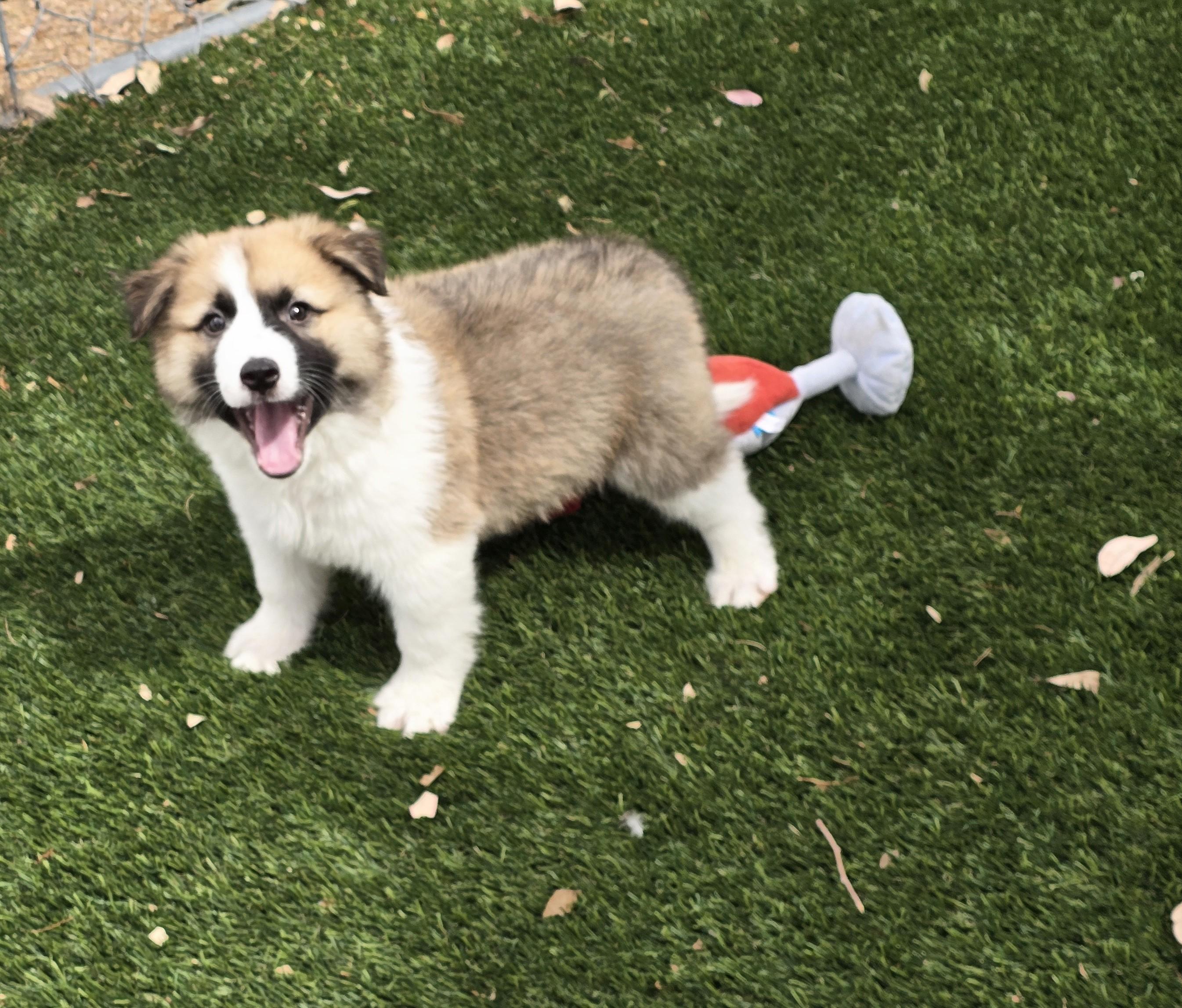 Enlarge Leopold, an adoptable mixed breed in Apache Junction, AZ image 5/5