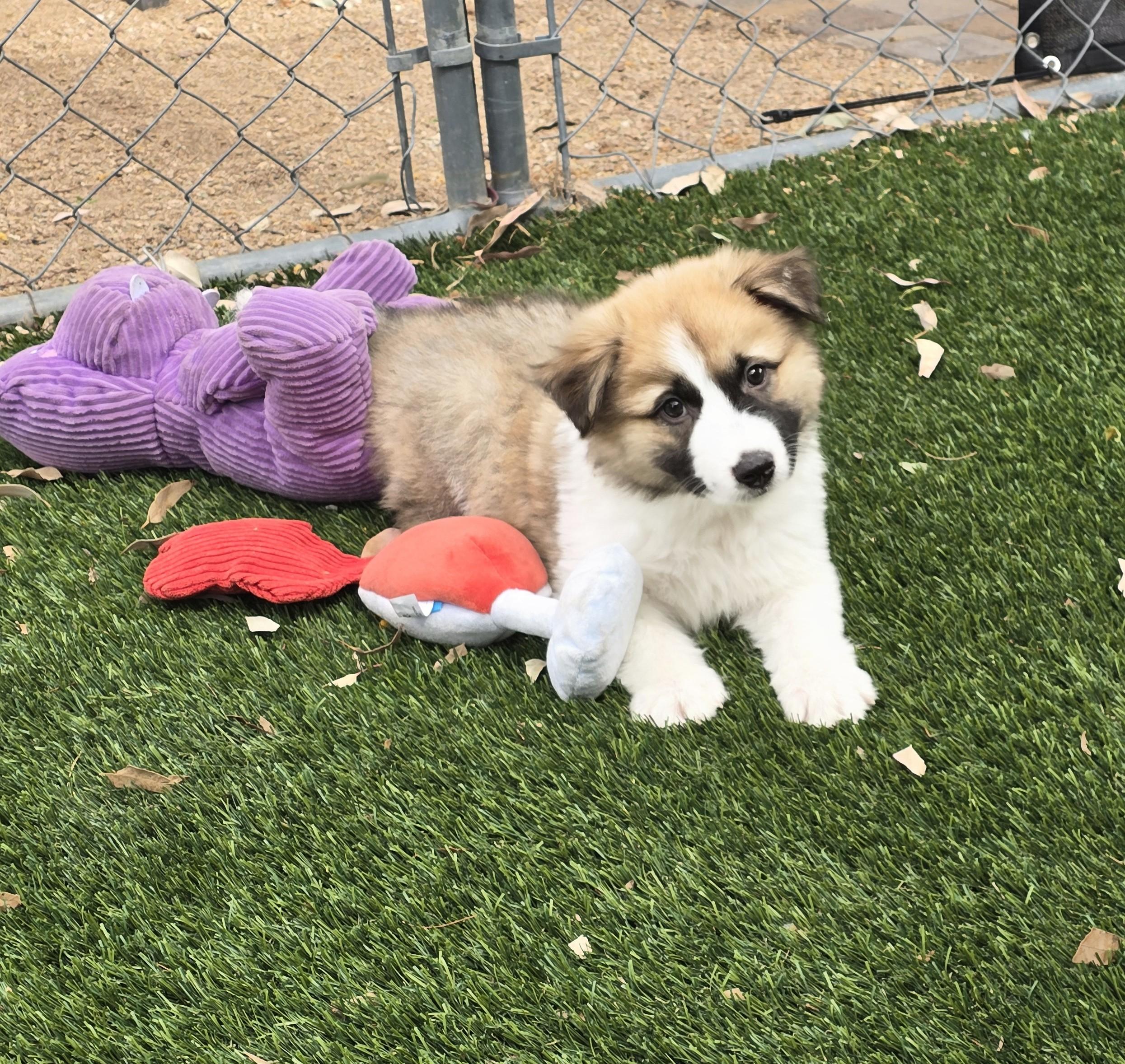 Leopold, adoptable, Puppy Male Australian Shepherd & Cattle Dog.