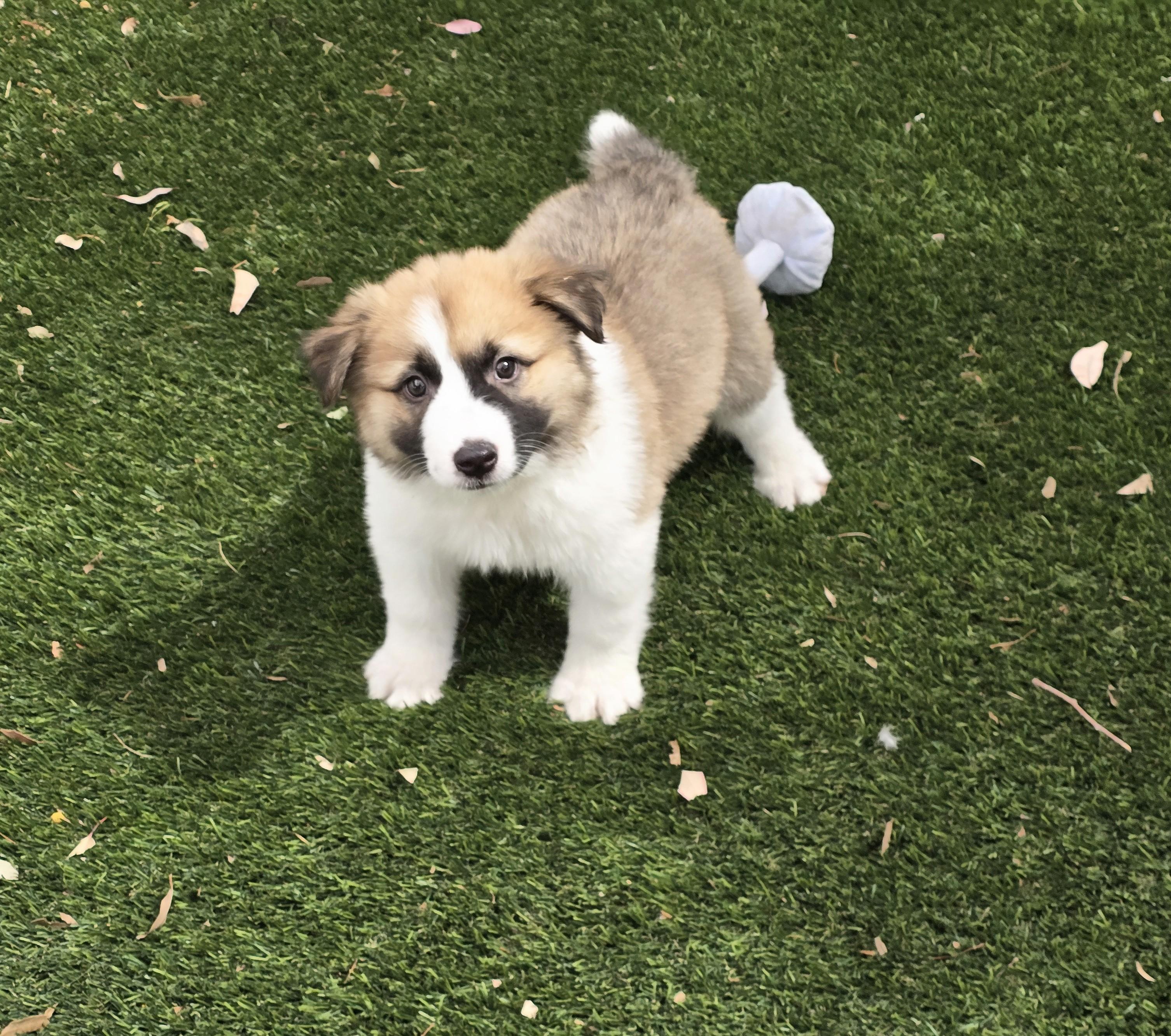 Enlarge Leopold, an adoptable mixed breed in Apache Junction, AZ image 4/5