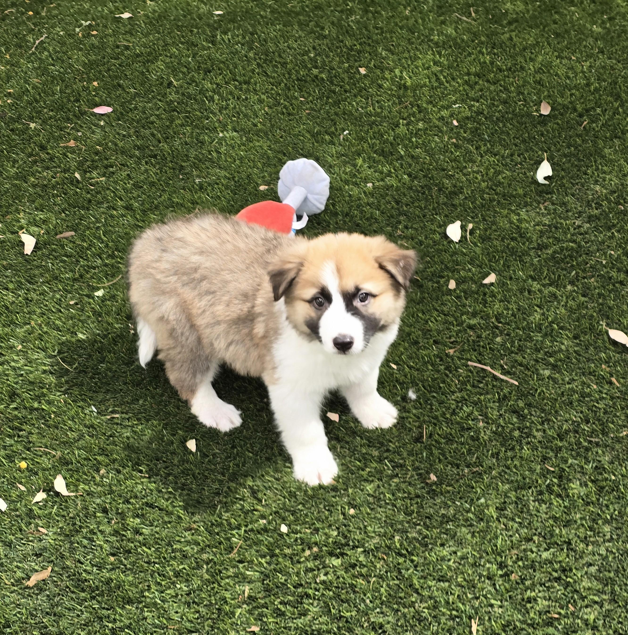 Enlarge Leopold, an adoptable mixed breed in Apache Junction, AZ image 3/5