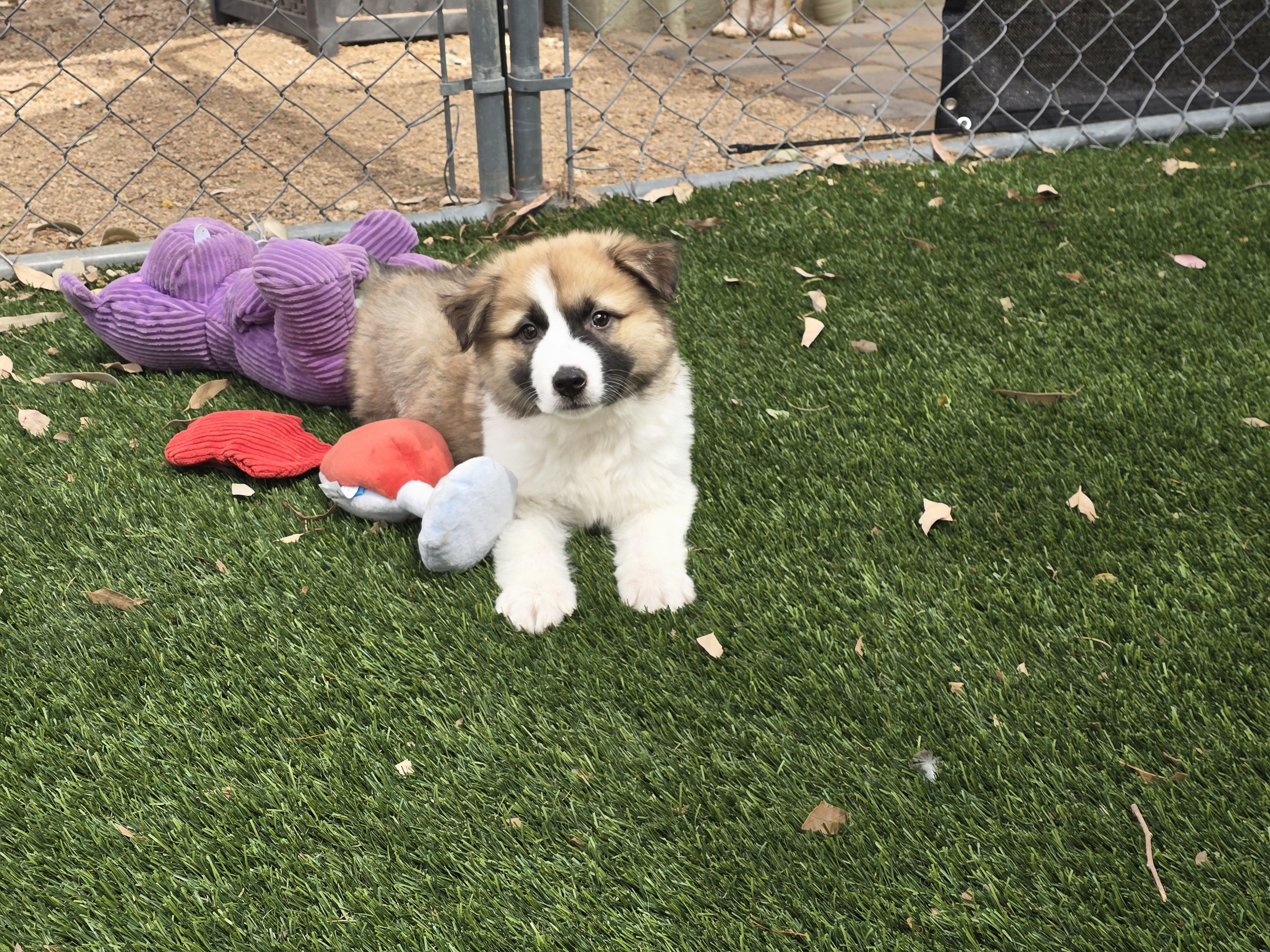 Enlarge Leopold, an adoptable mixed breed in Apache Junction, AZ image 2/5