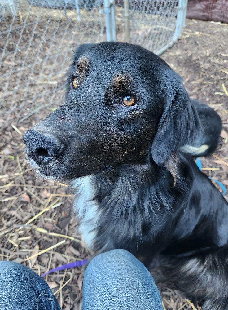 Samson, Adoptable, Young Male Border Collie & Labrador Retriever.