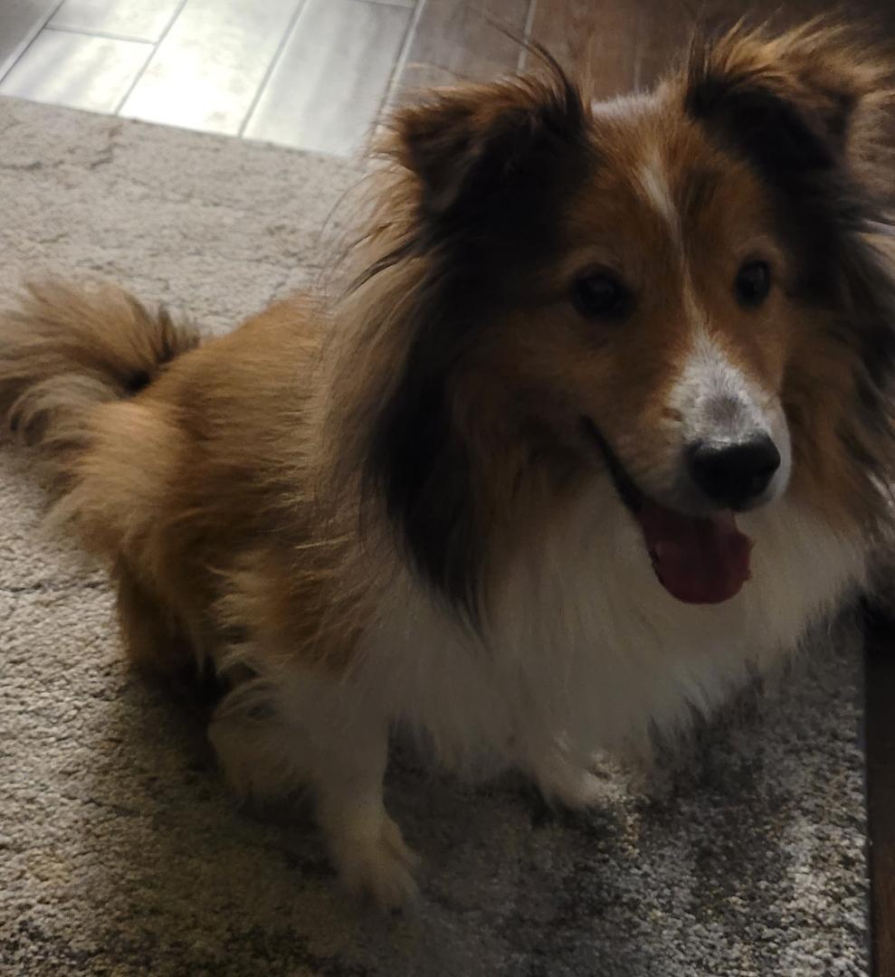 Enlarge Linus - Wellandport, a Adoptable Shetland Sheepdog / Sheltie in York, ON image 2/3