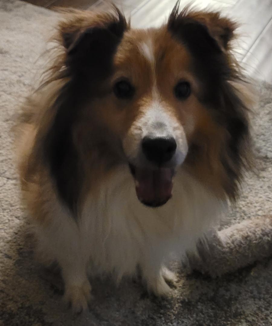 Enlarge Linus - Wellandport, a Adoptable Shetland Sheepdog / Sheltie in York, ON image 3/3