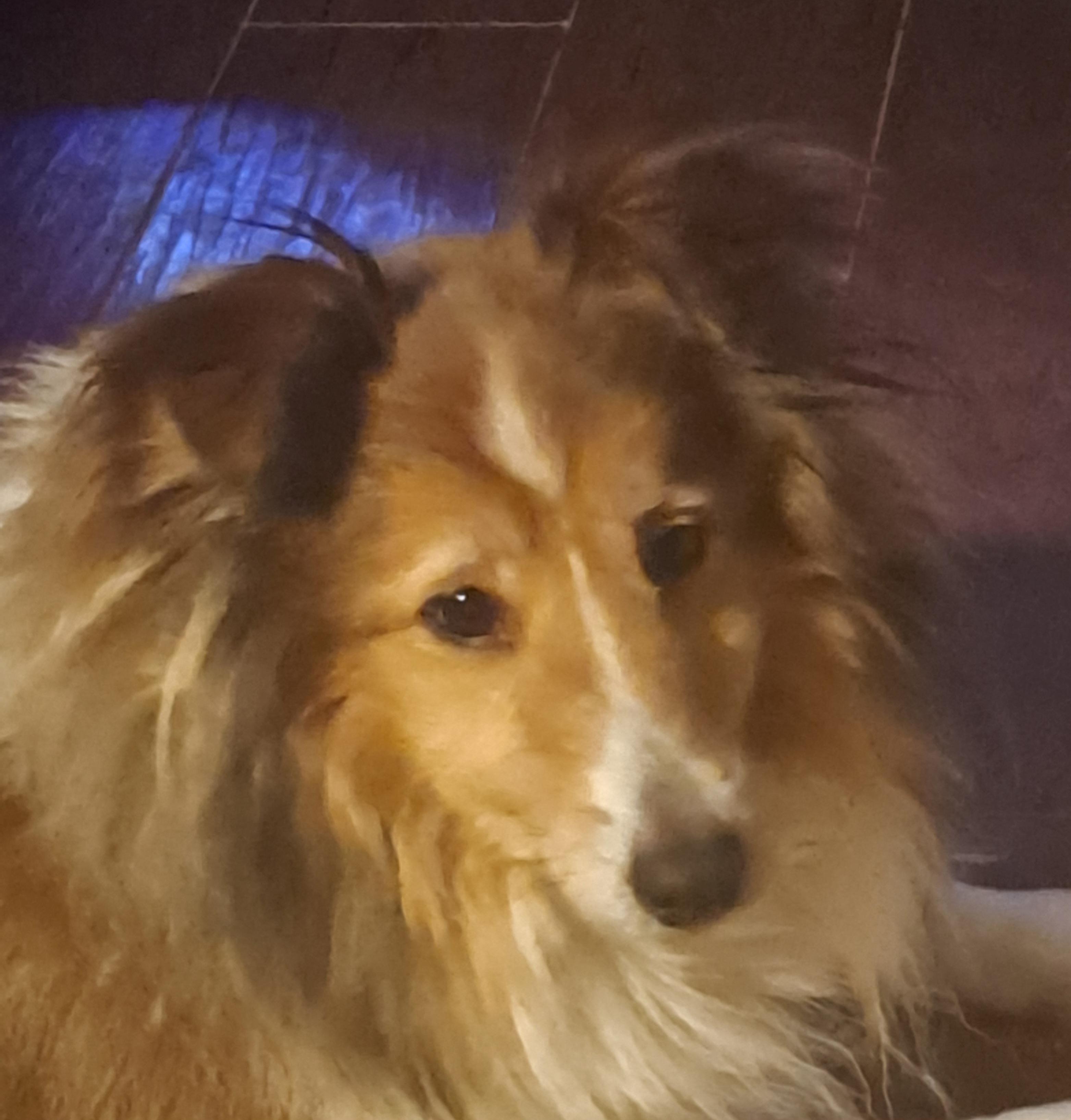 Enlarge Linus - Wellandport, a Adoptable Shetland Sheepdog / Sheltie in York, ON image 1/3