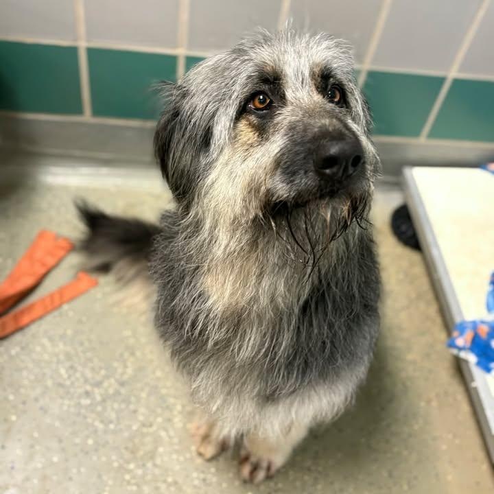 Angel, ADOPTABLE, Puppy Female Aussiedoodle.